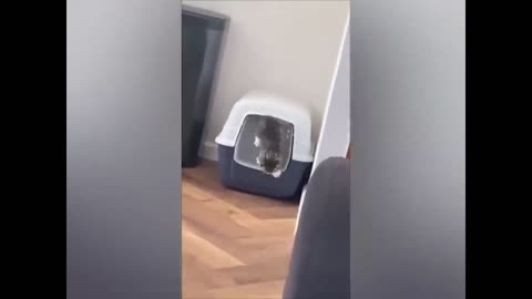 cat prison break