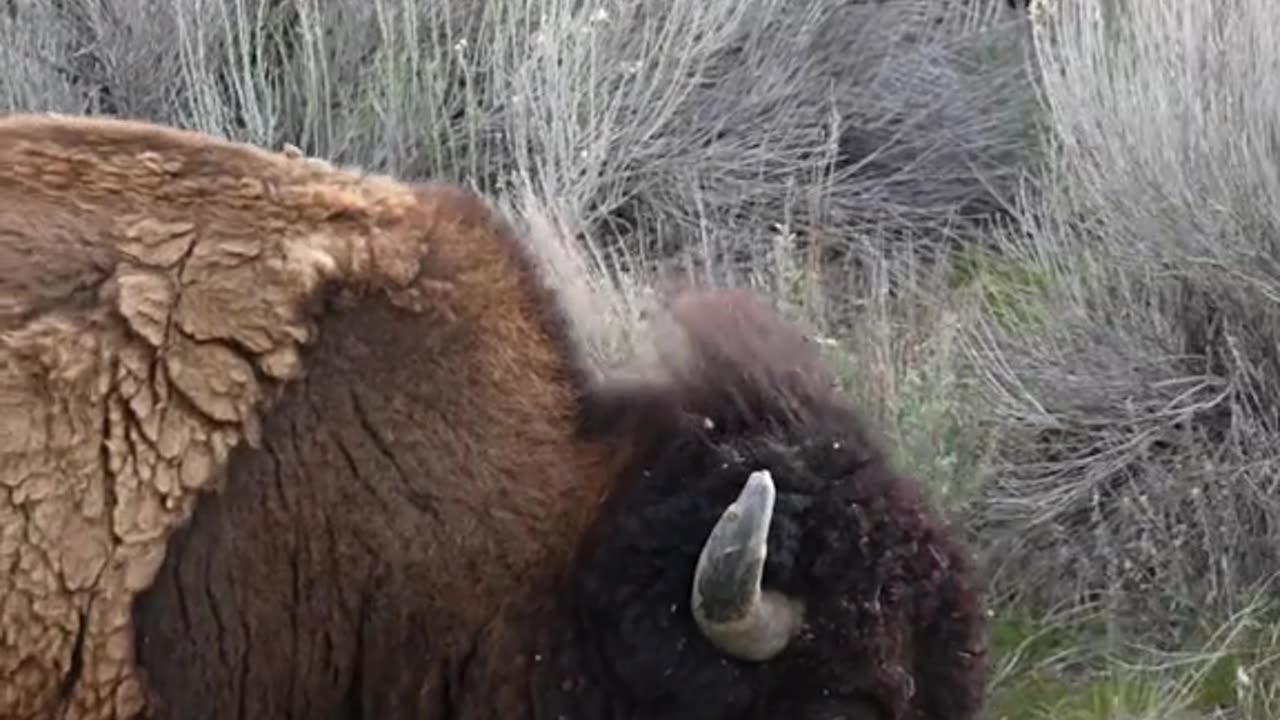 The Bison