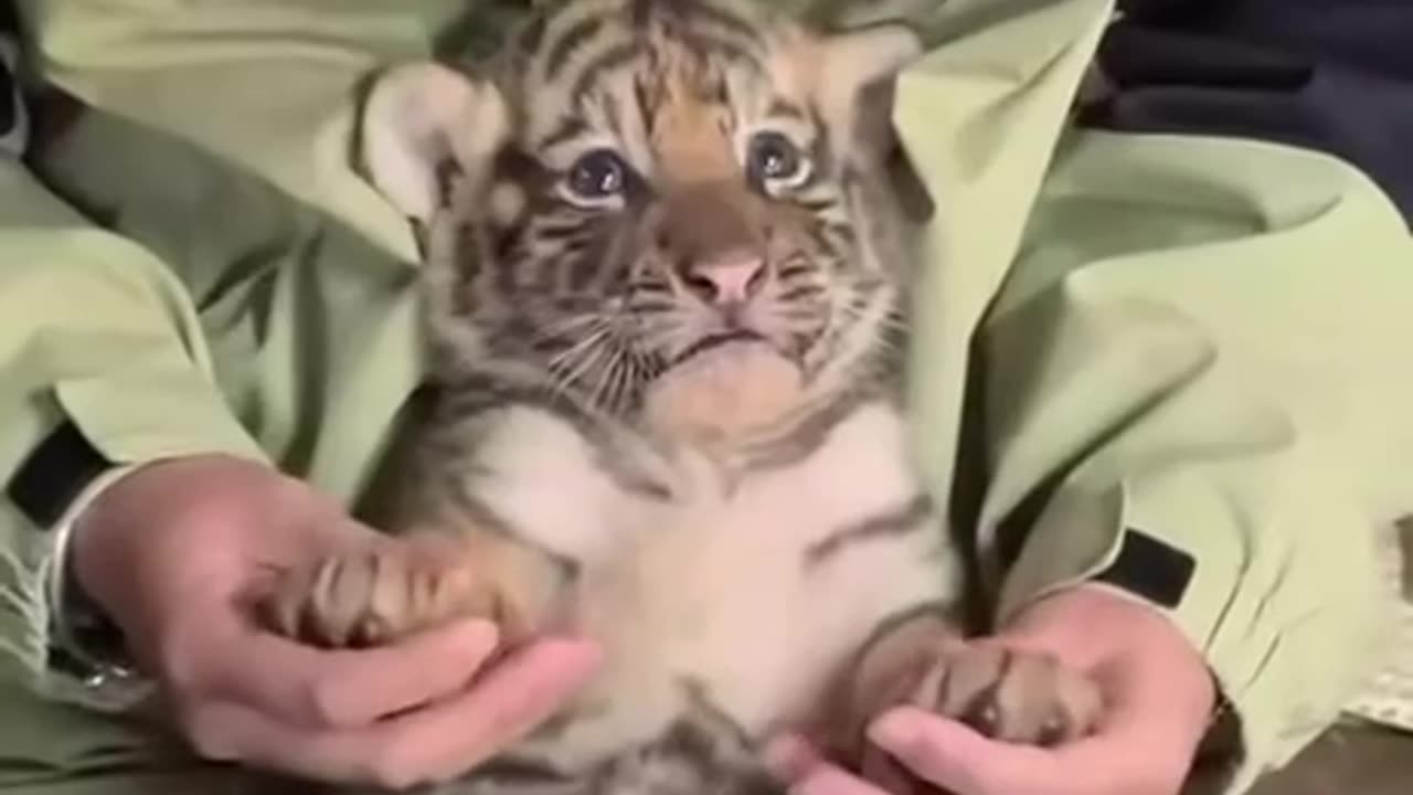 Tiger cub fascinated with its handler