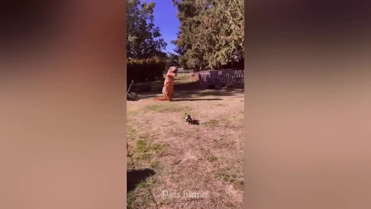 Funny Animals 2