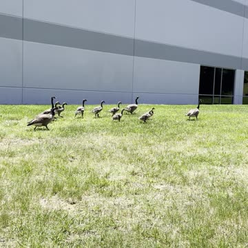 They brought friends today