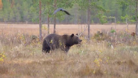 abig brown bear walks in the old forest 4k HDR