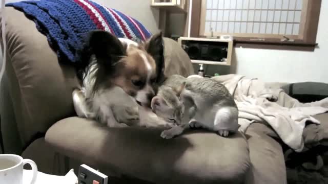 Doggy Licks Kitty Ears and Face