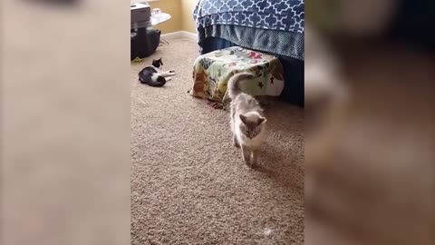 😻​😻​😻​attack kitten