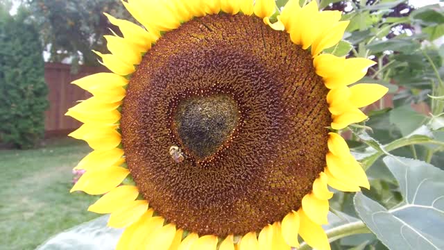 Beautiful sunflower