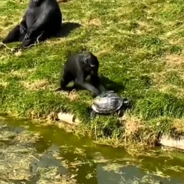 funny animals | wildlife animals