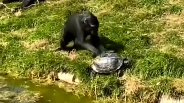 funny animals | wildlife animals