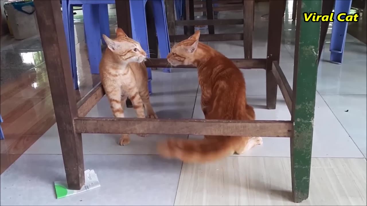 Cats Fighting and Meowing - These Two are Bloody Brothers | Viral Cat