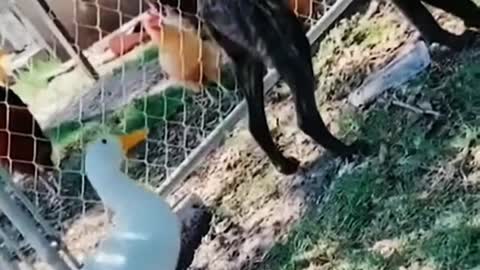 A surprise attack