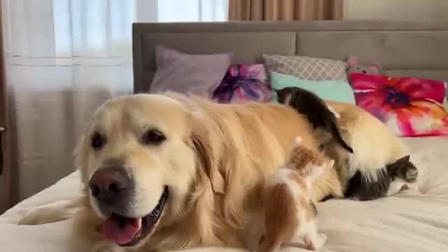 Tiny Kittens Love a Golden Retriever like their Mom