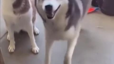 Husky dog best dancer