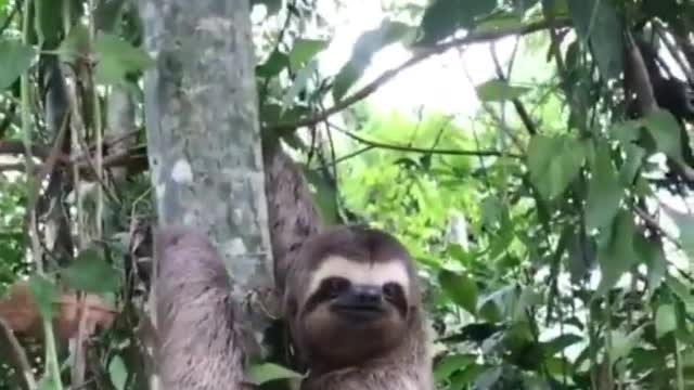 How adorably grateful this Sloth is after man helps him cross road! 🥰