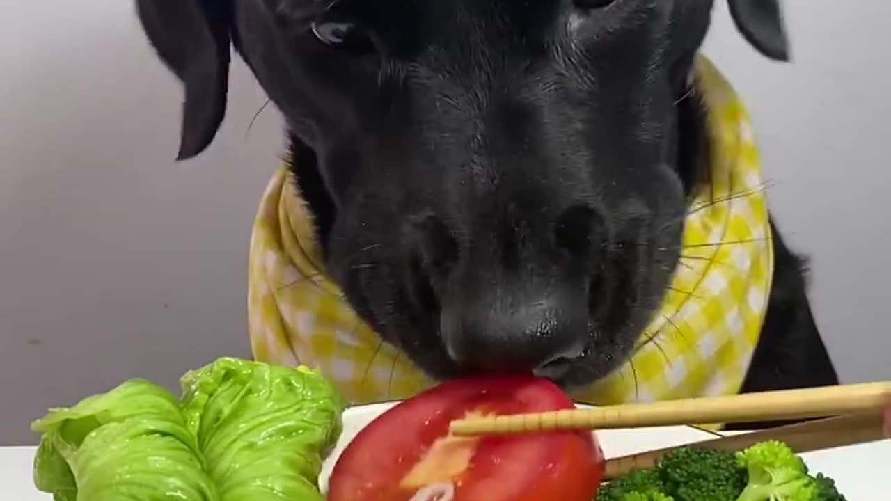 Dogs eating vegetables gerin slate