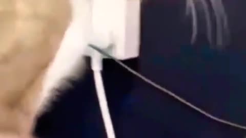 Funny animal