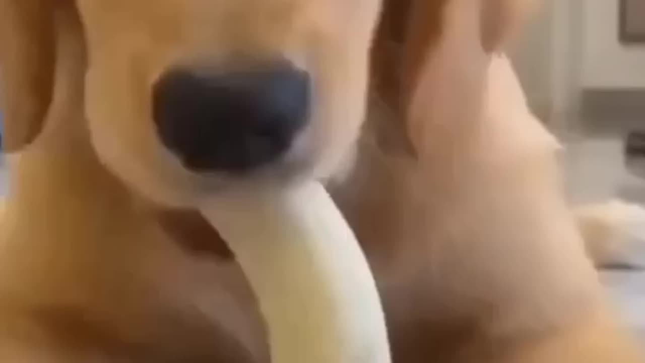 Dog eat banana