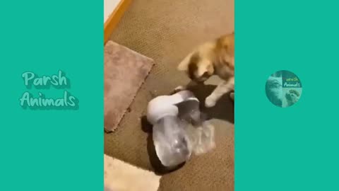 Funny Animal Videos