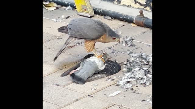 Hawk Catches Pigeon for Lunch