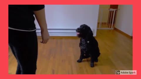 Haw to training your dog to sit - dog training video for business