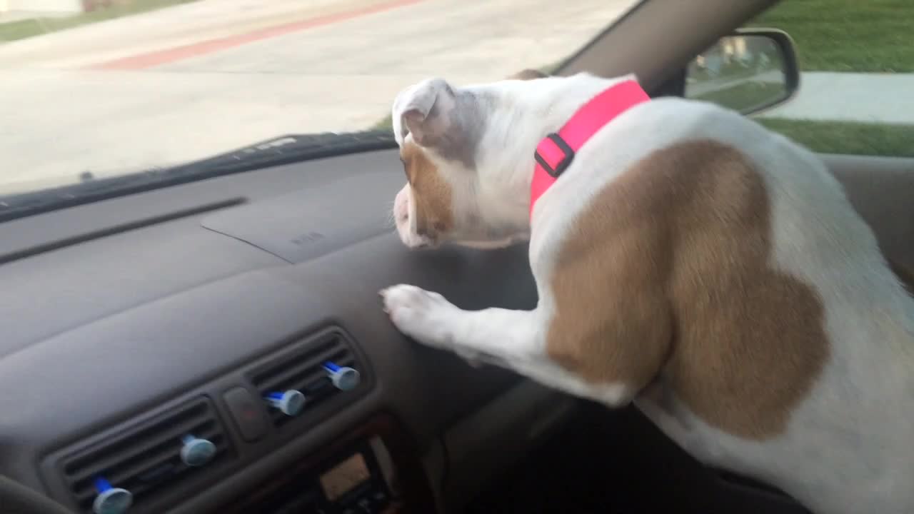 Bulldog Scared of Windshield Wipers