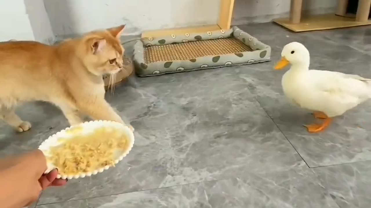 Duck and cat fighting