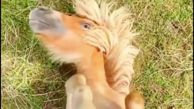 Why is the little horse lying on the ground?