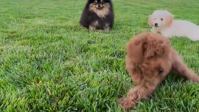 Cute puppies playing in the garden 🐶 funny puppy videos ❤ funny animals 😊😘