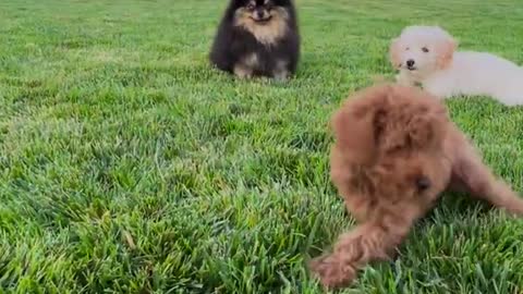 Cute puppies playing in the garden 🐶 funny puppy videos ❤ funny animals 😊😘