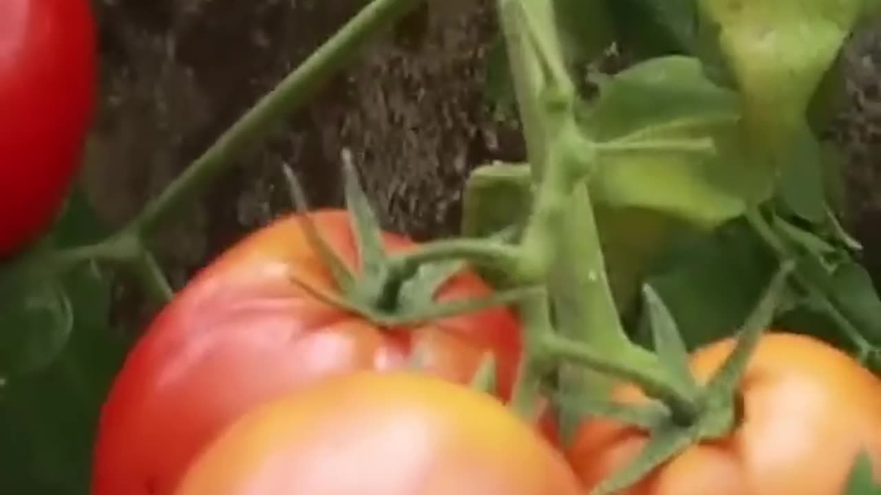 New technique for growing tomato plants #tomato_grafting #tomato #farming #viral #shorts