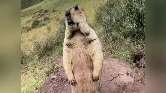 Lovely groundhog, do you like it