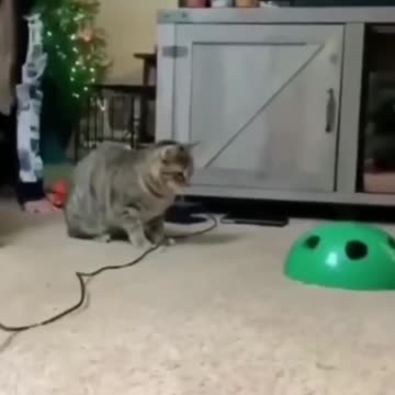 "Meow or Never: Hilarious Antics of Silly Cats!"