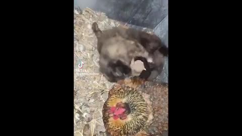 Funny_Pets_That_Will_Change_Your_Mood_For_good(360p)