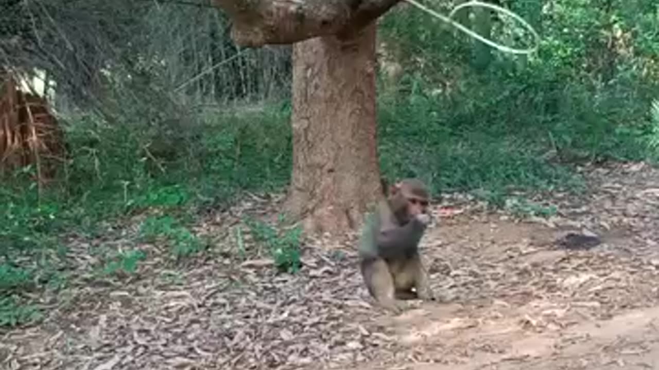 Monkey fun