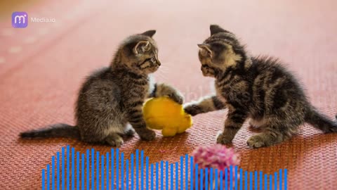 cute-baby-cats-fight-over-a-toy