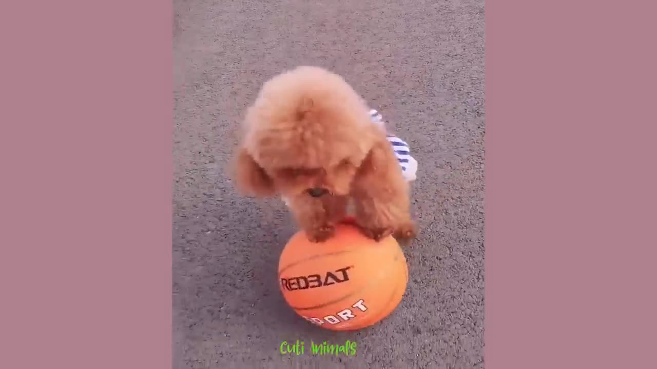 Funny video cat and dog