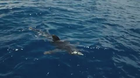 Shark Rescue: Raising Awareness