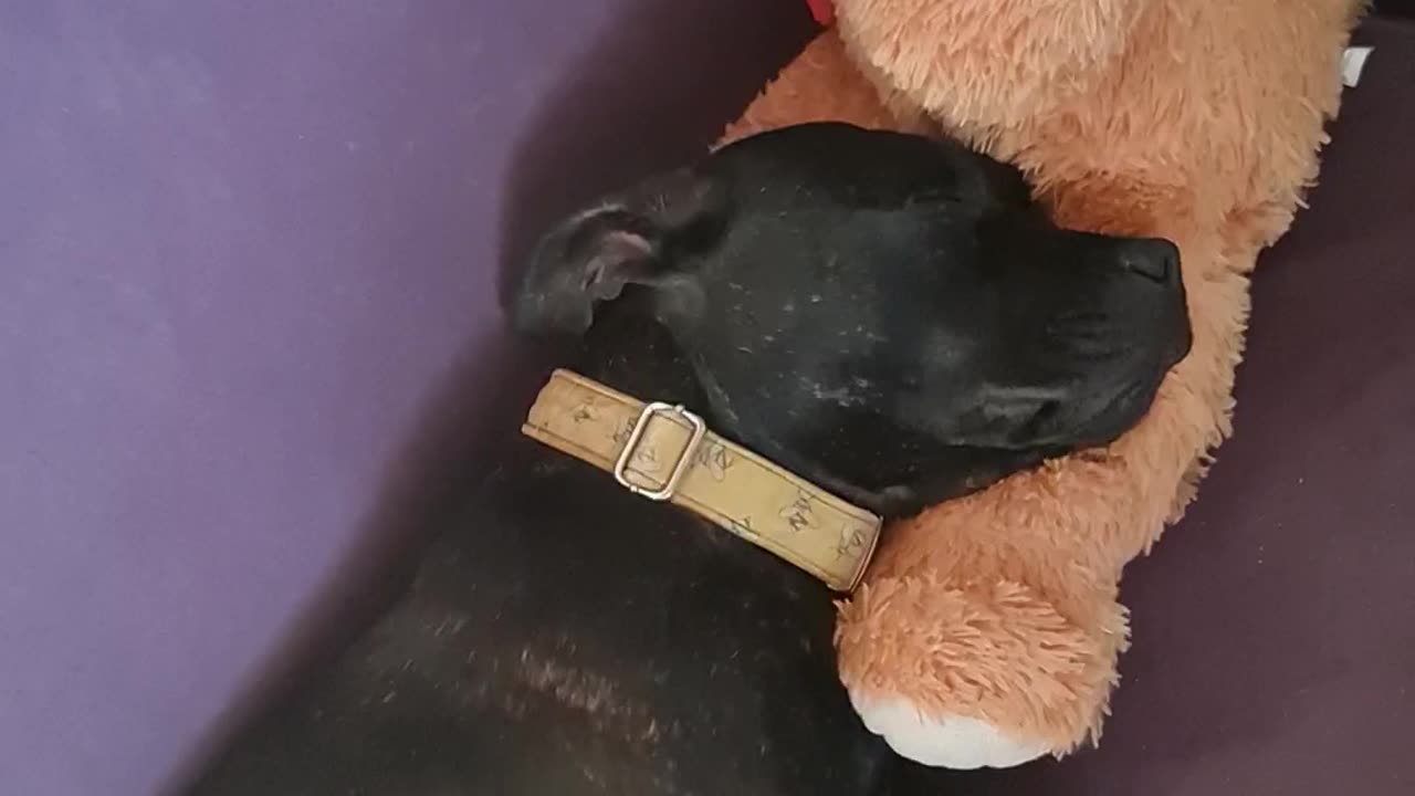 Gorgeous #puppy loves it's Teddy Bear