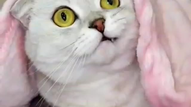 Cats monster