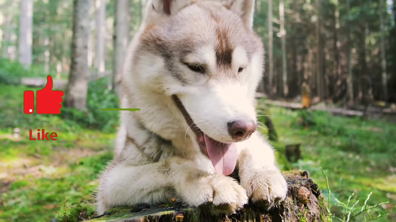 Irresistible Smile: A Dog Enjoying Every Moment