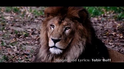Shikari Song by Tahir Butt