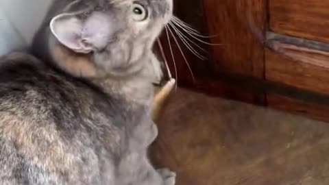 Sounds thet attract cats - meow to make cat come to you