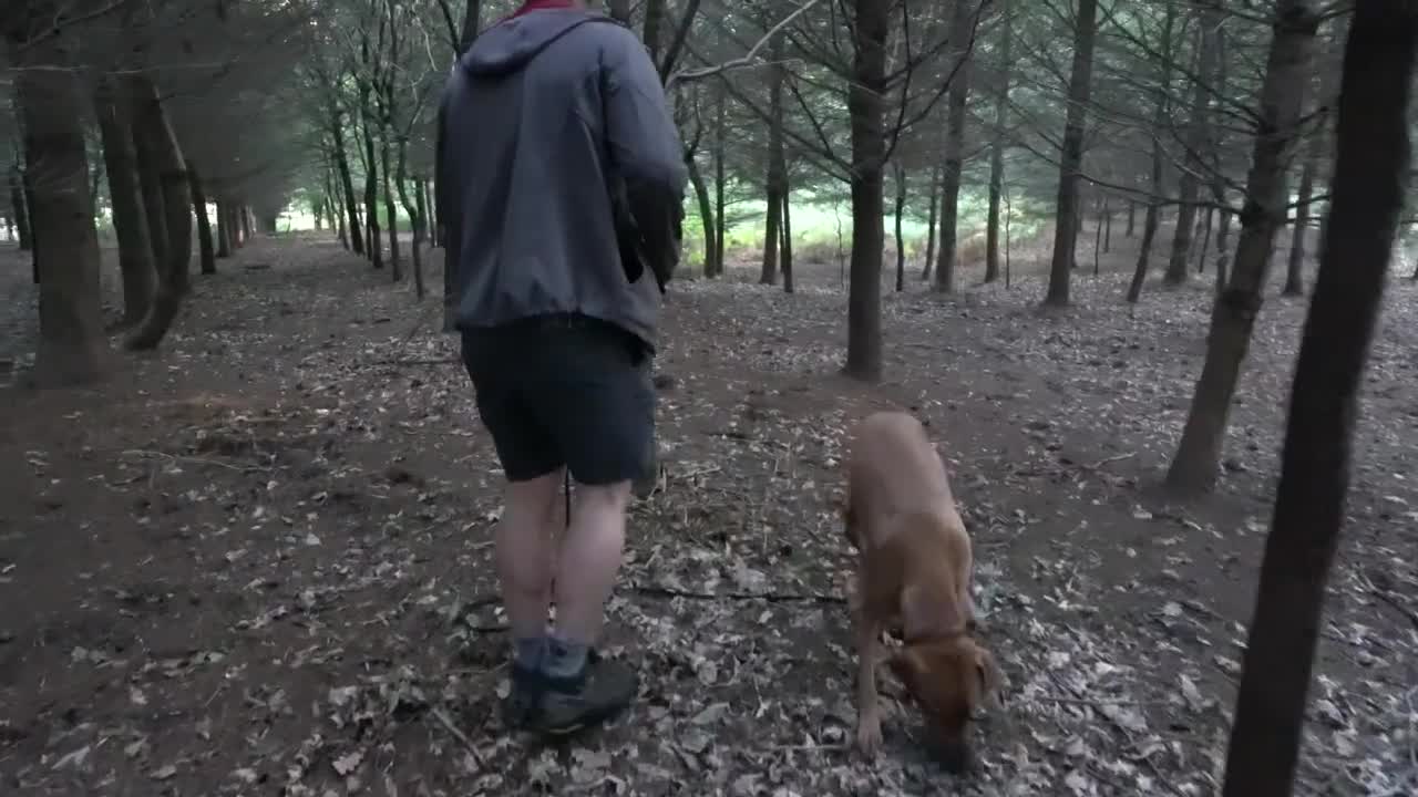 24 Hour Scent Detection In The Woods _