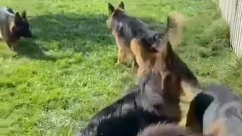 German Shepherd Training | Dogs Lovers