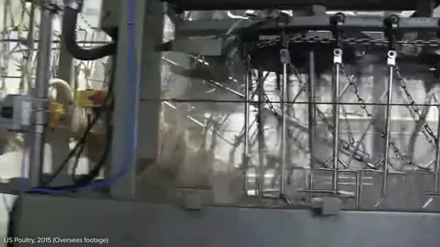 How slaughterhouses kill thousands of chickens an hour