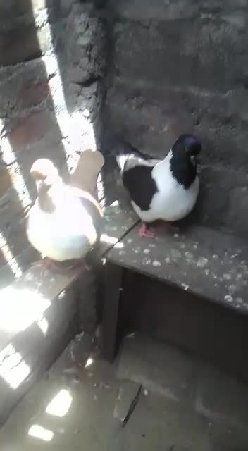 Fancy pigieon collection