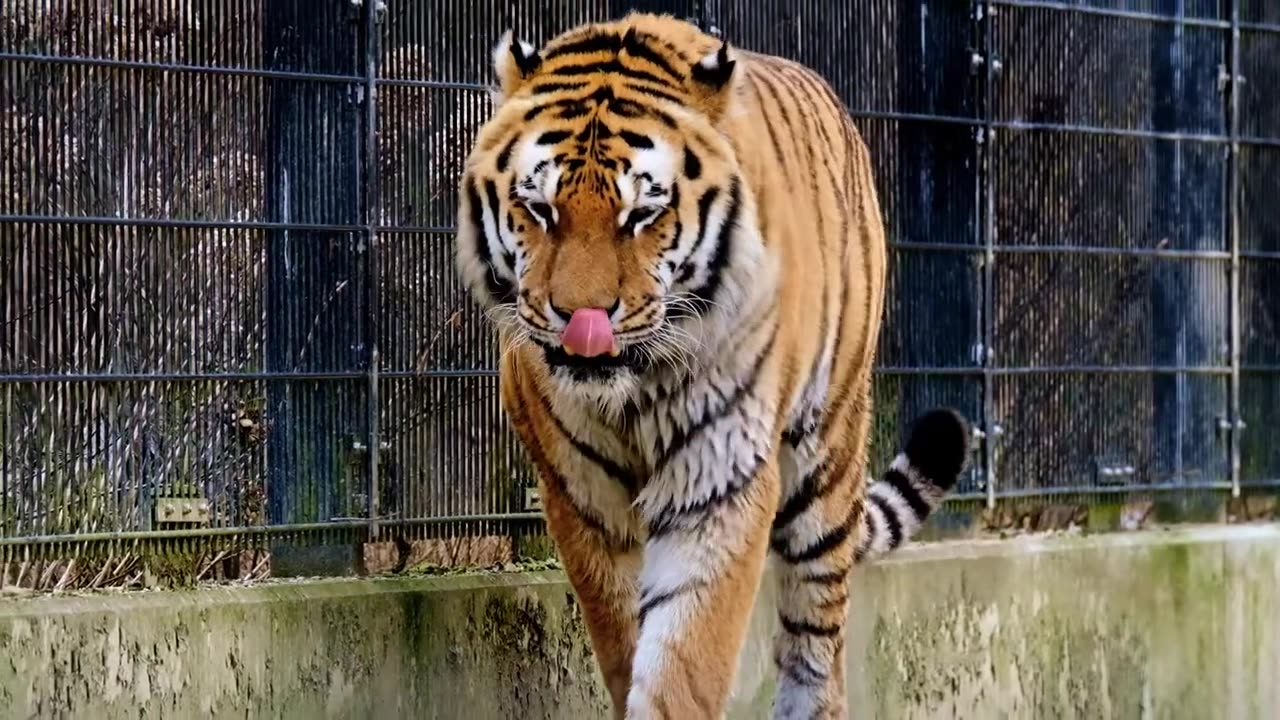 Tiger Slow-Motion Video