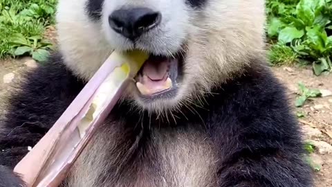 Just a panda enjoying his bambooo 🎍