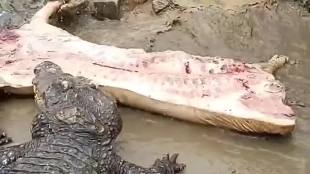 Funny Crocodile Eating Bacon...