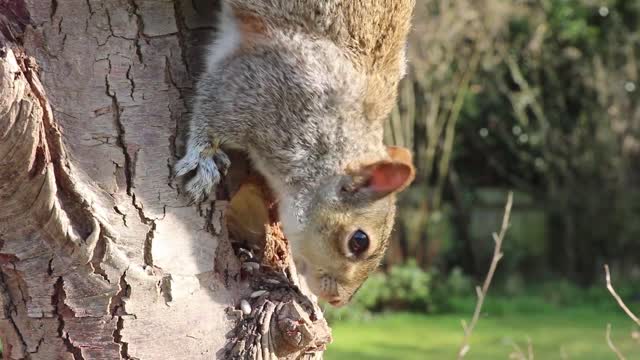 Wild squirrel is one of the nicest animals