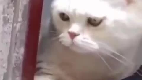 Funny cat video