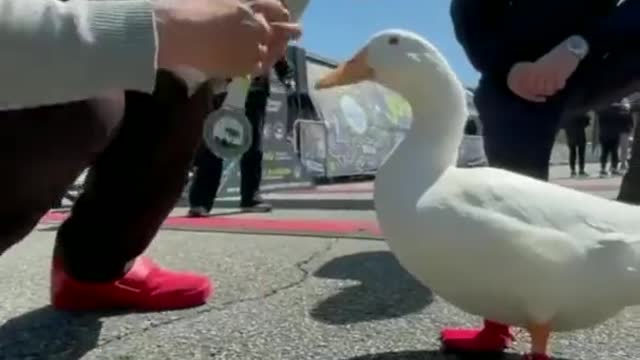 Duck runs a marathon and gets a medal